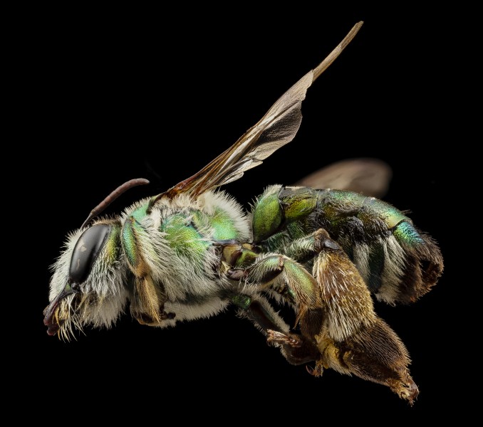 Ctenocolletes smaragdinus, f, australia, side 2014-08-08-13.53.31 ZS PMax (14876083007)