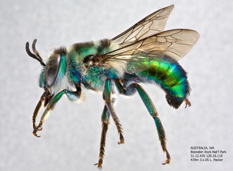 Ctenocolletes smaragdinus Male