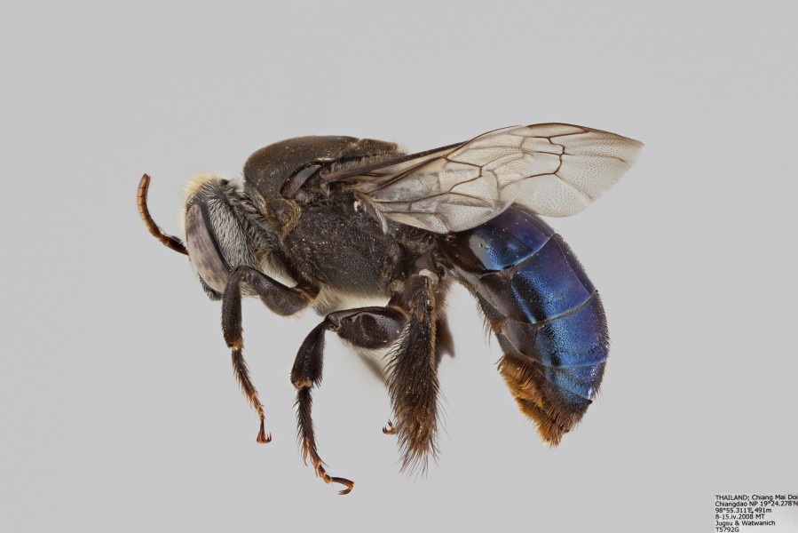 Ctenoplectra sp FEM 65mm 1 5x ZS PMax