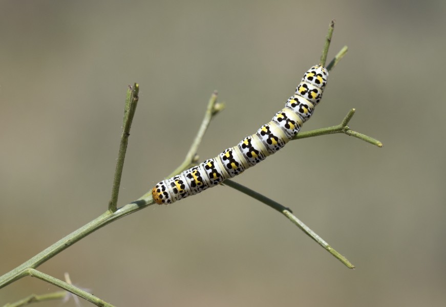 Cucullia blattariae, Giresun 2017-07-07 01-1