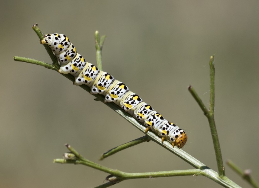 Cucullia blattariae, Giresun 2017-07-07 01-6