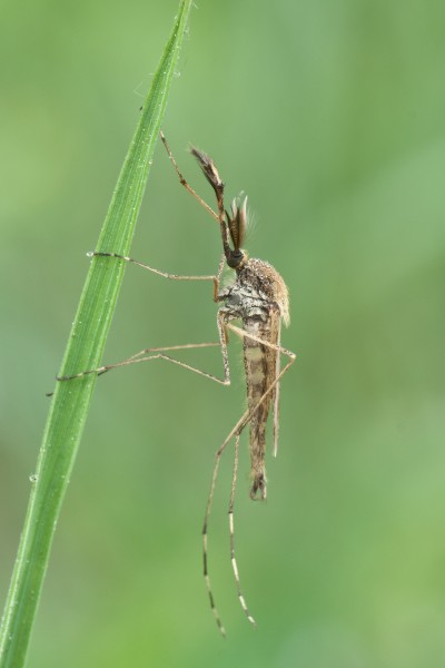 Culicidae 03 (MK)