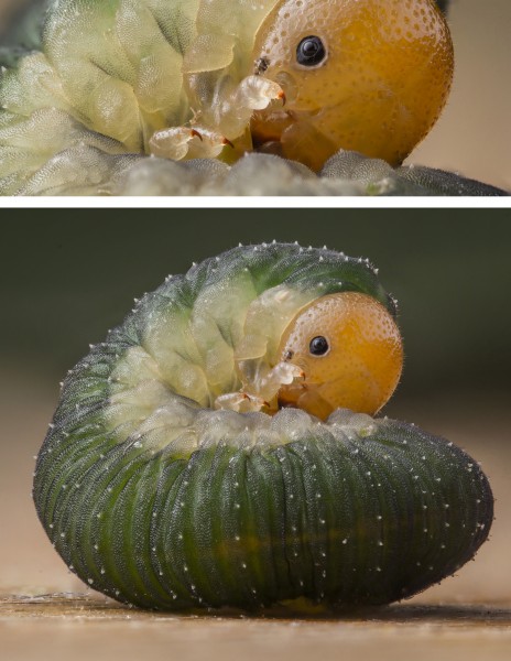 Curled Rose Sawfly caterpillar - Fehéröves levéldarázs hernyója - Allantus cinctus (15253574972)