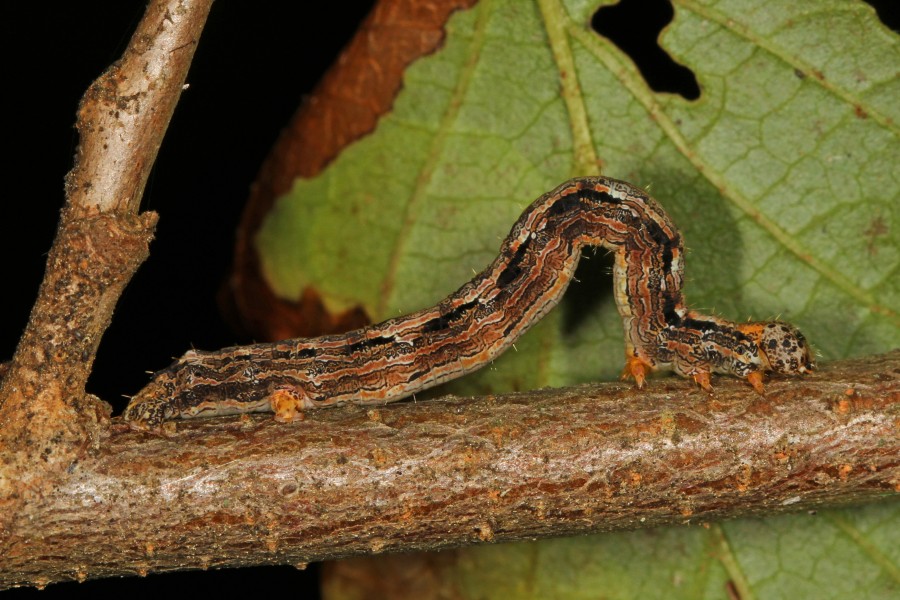 Curve-lined Looper - Lambdina species, Catoctin Mountains, Maryland