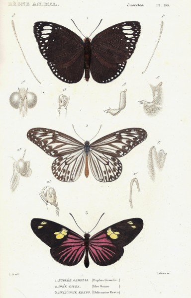 Cuvier-133-euplée-Idée-Heliconius