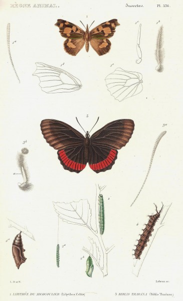 Cuvier-136-Libythée-Biblis