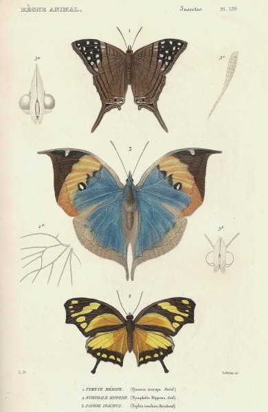 Cuvier-139-Tymète-Paphie-Nymphale