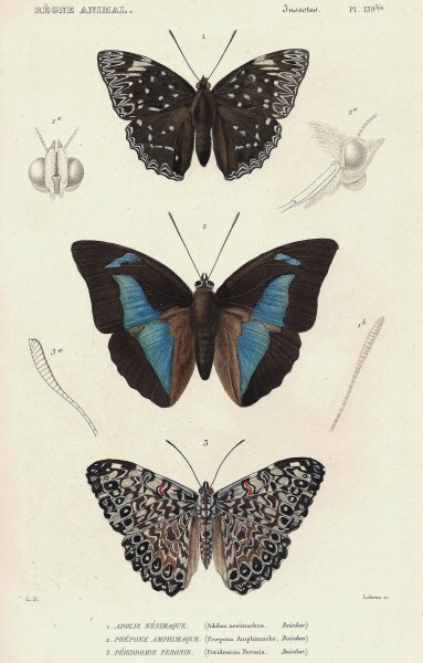 Cuvier-139bis-Adolie-Prépone-Péridromie
