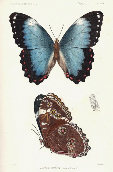 Cuvier-140-morpho
