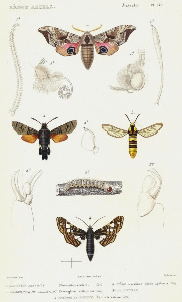 Cuvier-147-Smérinthe-Macroglosse-Sésie-Thyride