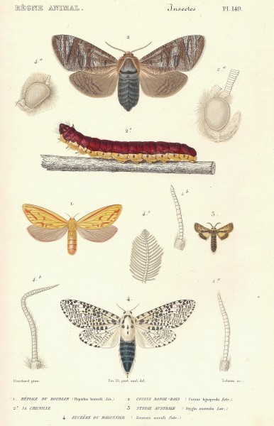Cuvier-149-Cossus-Hépiale-Stygie-Zeuzère