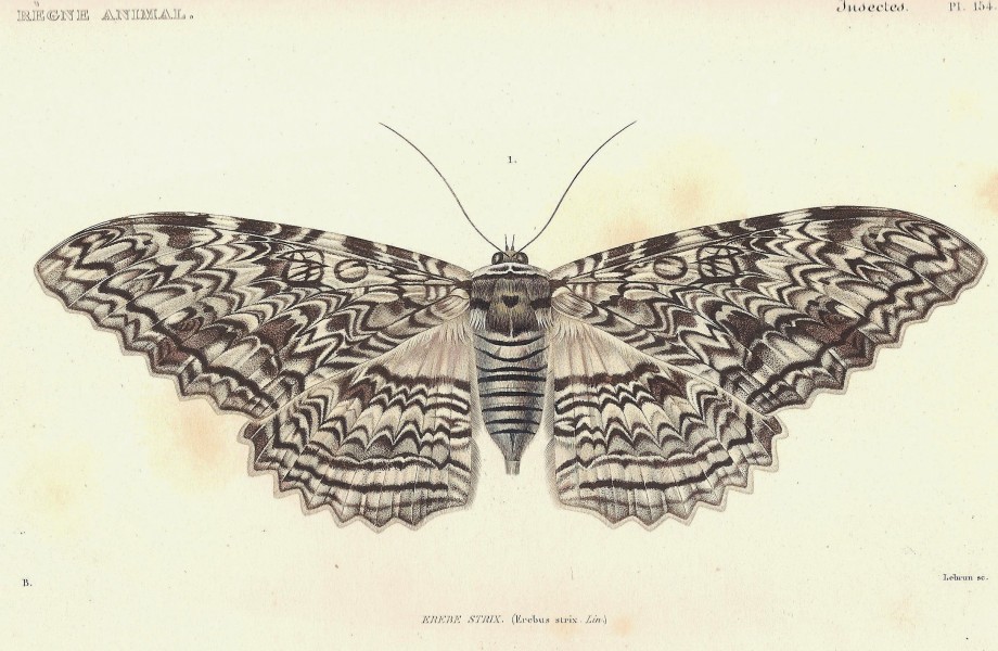 Cuvier-154-Erebus