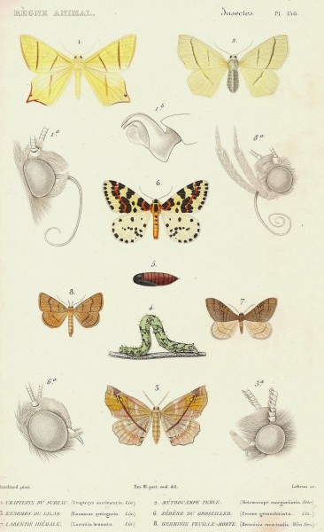 Cuvier-156-Uraptérix-Zérène-Métrocampe-Ennomos