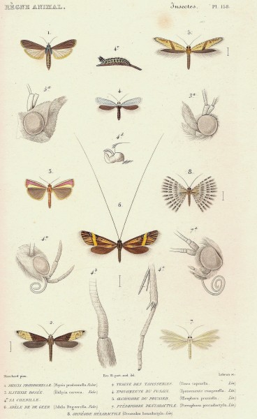 Cuvier-158-Phycis-Teigne-Yponomeute
