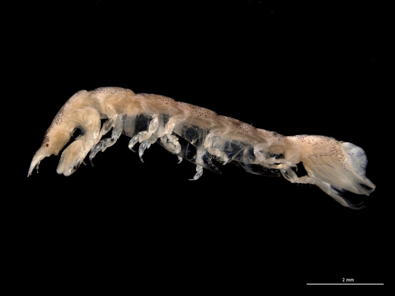 Cyathura carinata