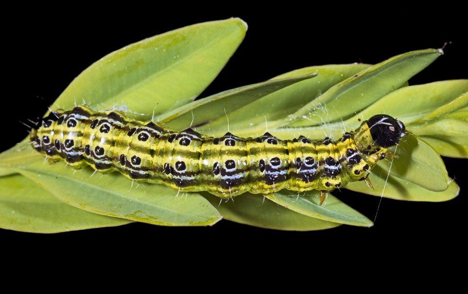 Cydalima perspectalis caterpillar