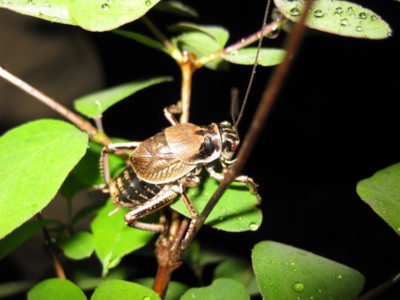 Cyphoderris buckelli 01