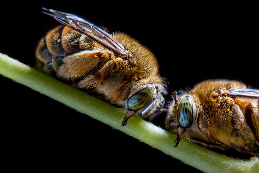 Две земни пчели спят на клонче. Two bees sleep on a branch. Amegilla bombiformis (Male)