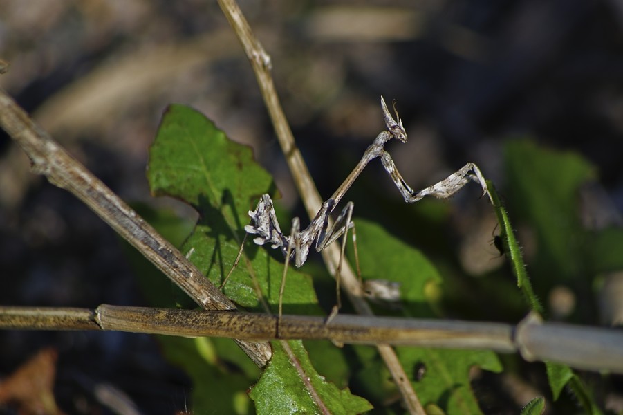 Богомол эмпуза - Empusa pennata - Conehead mantis - Богомолка - Haubenfangschrecke (10693508764)