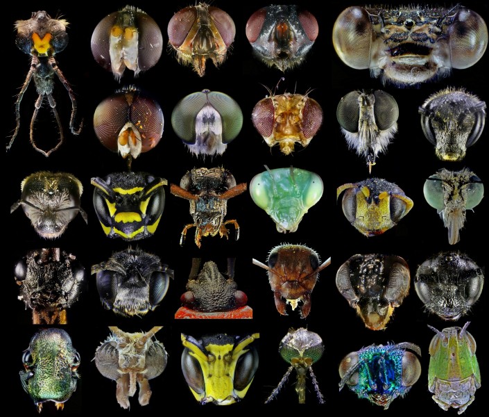 Головы разных насекомых