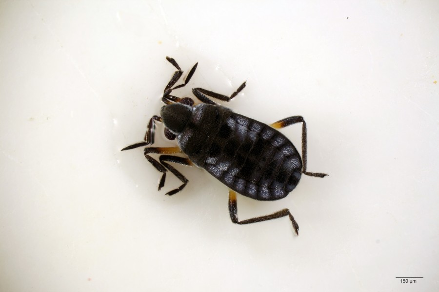 Нимфа клопа Microvelia reticulata