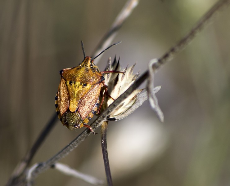 Щитник остроплечий - Carpocoris fuscispinus - shield bug (9883008215)