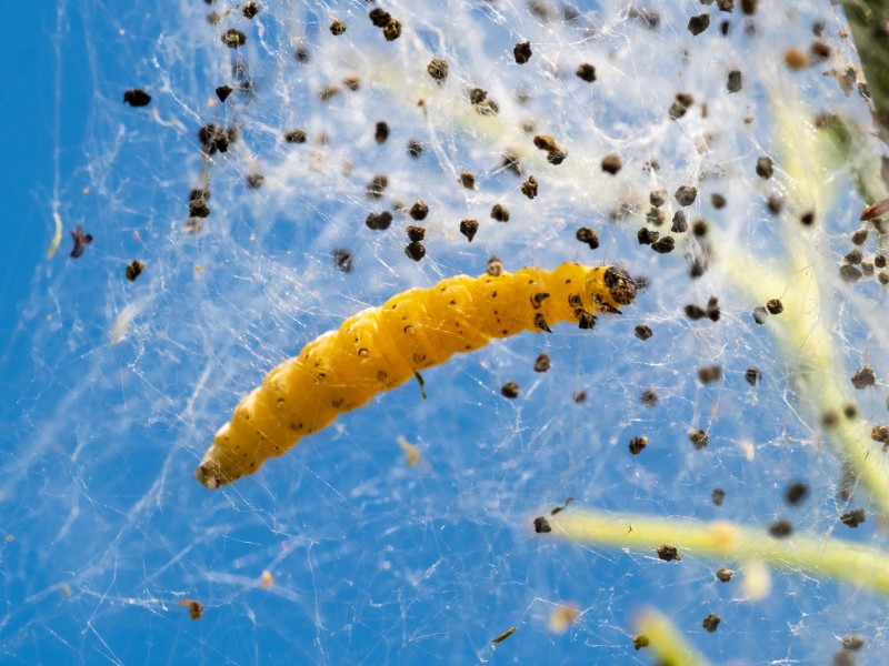 Dörfleins Raupe Gespinstmotte 5211563