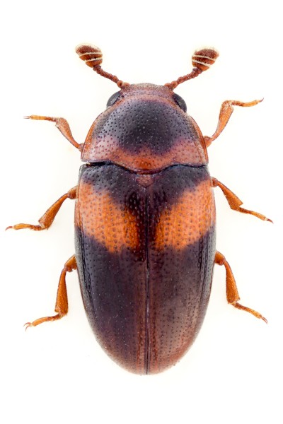 Dacne picta