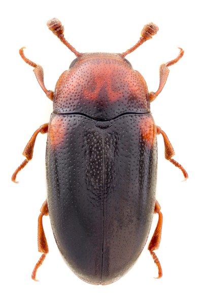 Dacne rufifrons