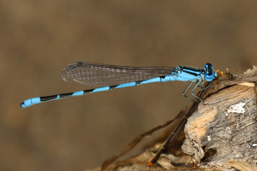 Damselflies - predator and prey - Leesylvania State Park, Woodbridge, Virginia - 20353642393