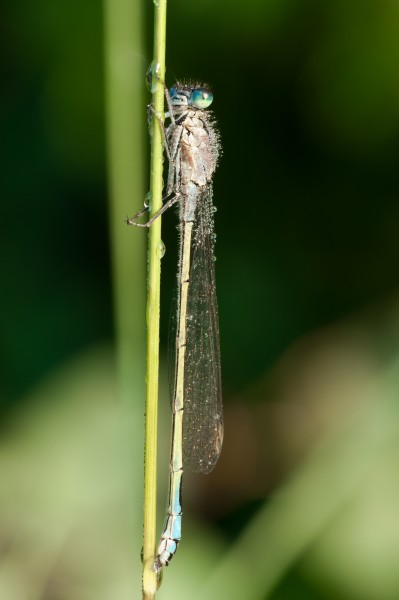 Damselfly 03 (MK)