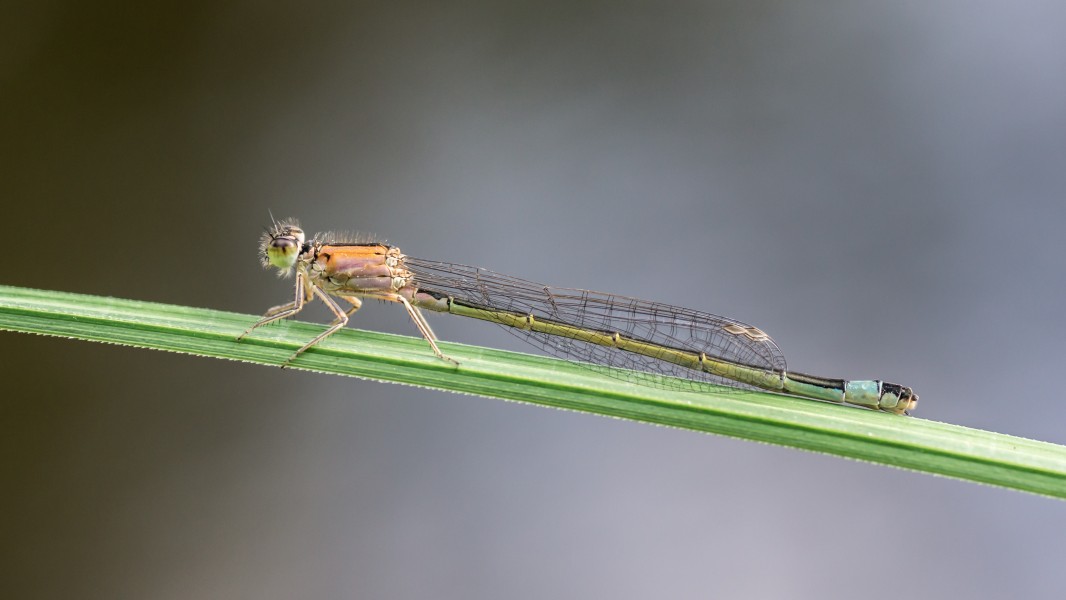 Damselfly 07 (MK)