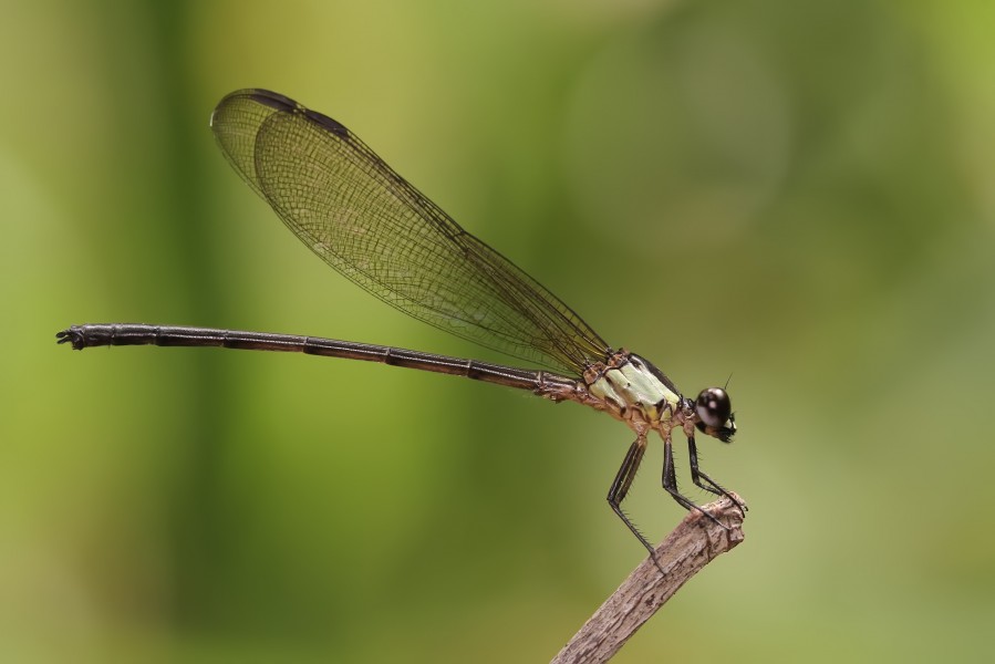 Damselfly (Unspecified)