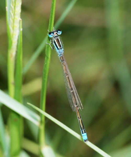 Damselfly August 2010-1