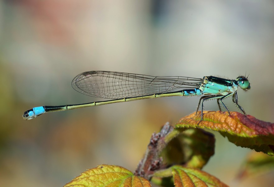 Damselfly October 2007 Osaka Japan
