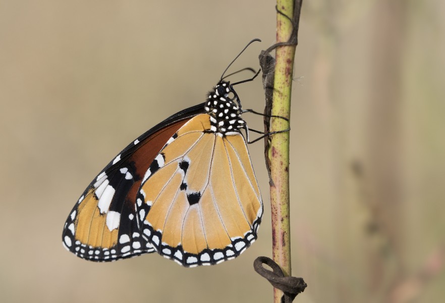 Danaus chrysippus - African monarch 05-1