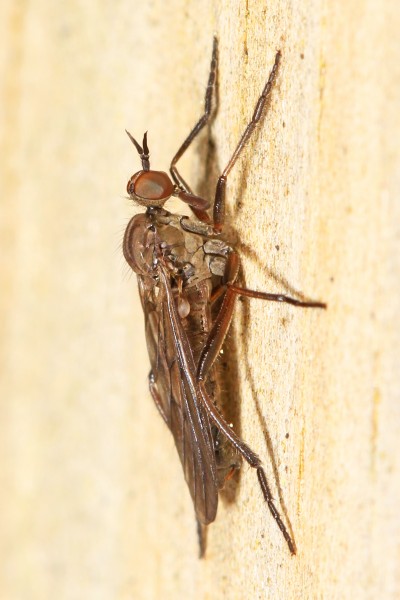 Dance Fly - Rhamphomyia species, Meadowood Farm SRMA, Mason Neck, Virginia