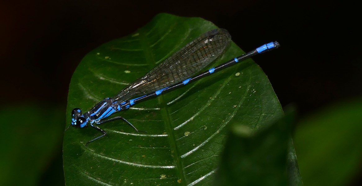 Dancer Damselfly (Argia oculata) male (27808500799)