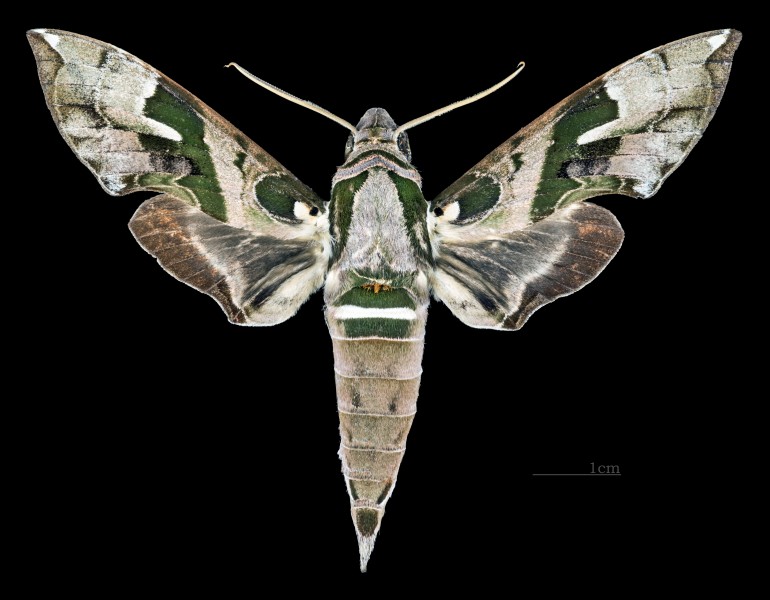 Daphnis dohertyi dohertyi MHNT CUT 2010 0 170 Kundiawa Papua New Guinea male dorsal
