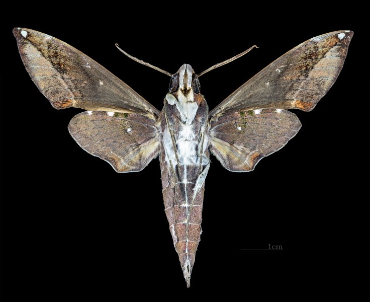 Daphnis dohertyi dohertyi MHNT CUT 2010 0 170 Kundiawa Papua New Guinea male ventral