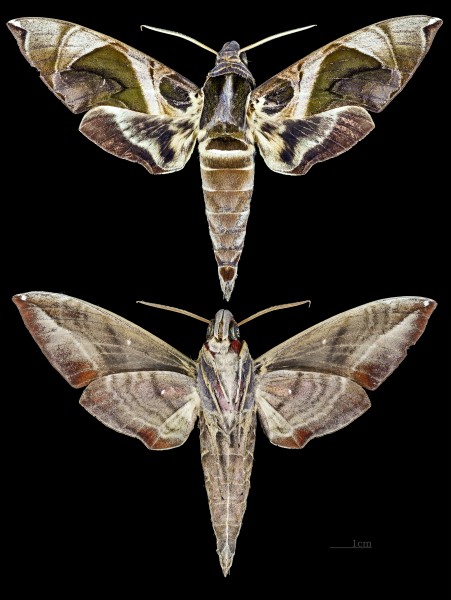 Daphnis moorei MHNT CUT 2010 0 43