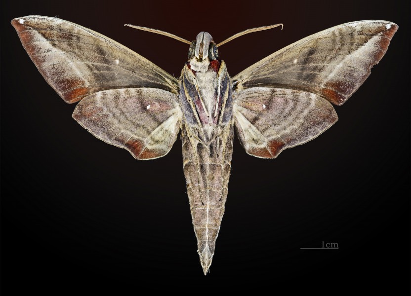 Daphnis moorei MHNT CUT 2010 0 43 ventral