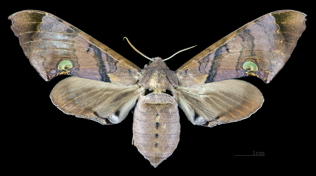 Daphnusa ocellaris MHNT CUT 2010 0 125 Ban Kheum Laos female dorsal