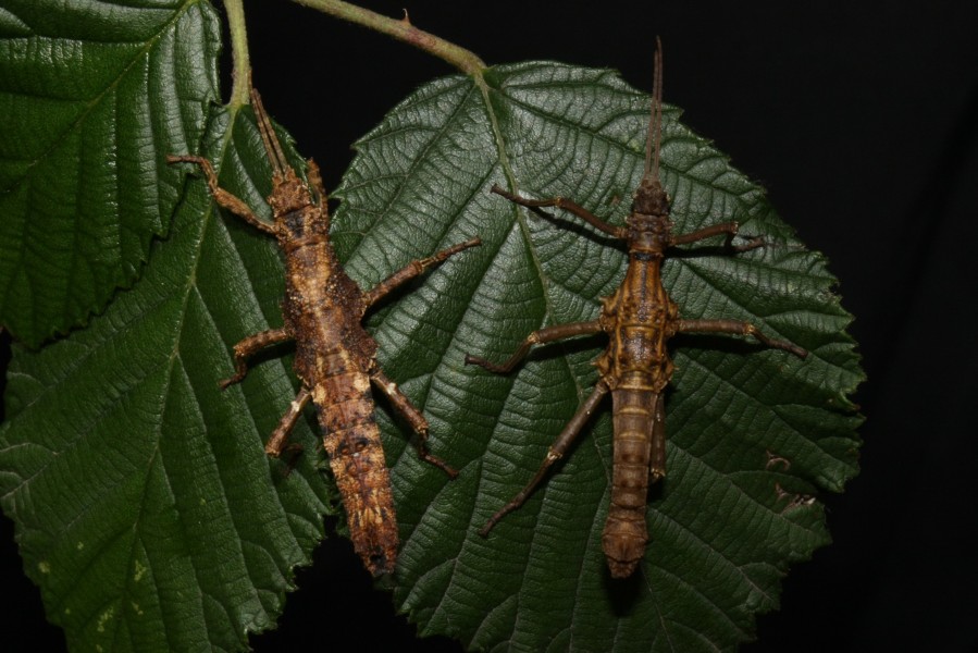 Dares validispinus - Pair subadult