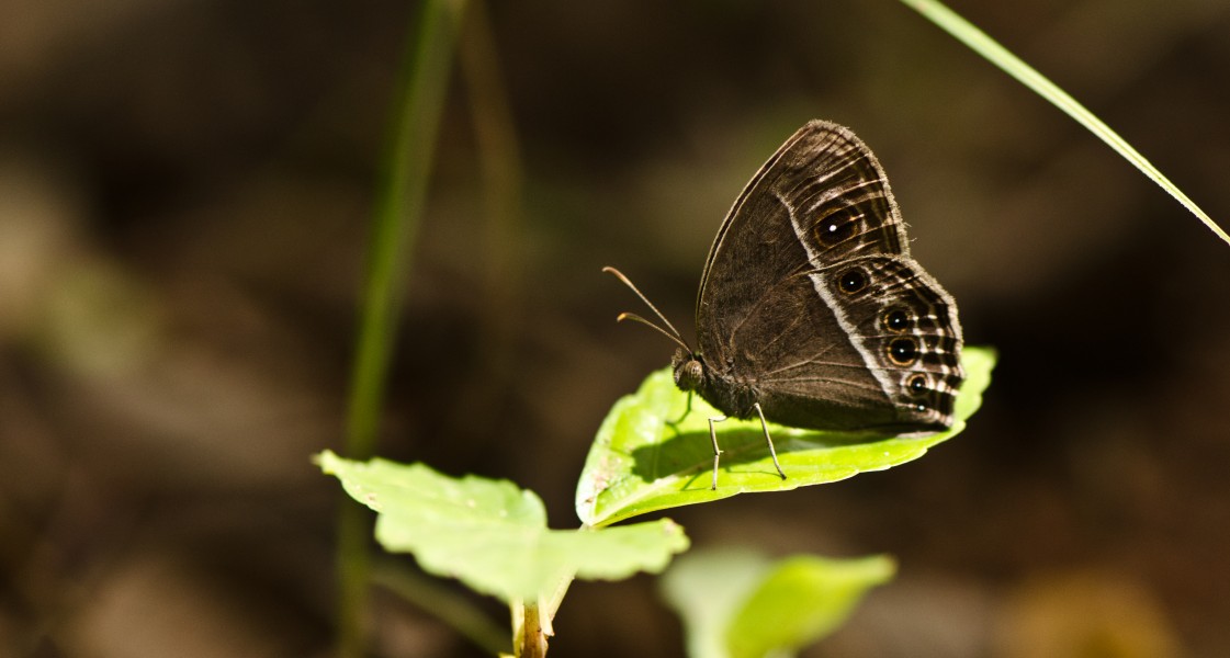 Dark Branded Bushbrown DSC 1381
