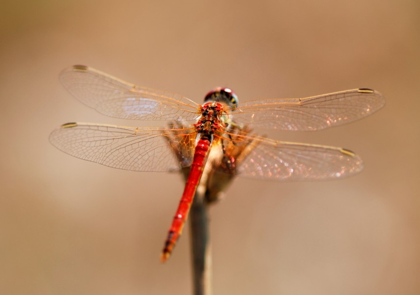 Darter August 2007-2