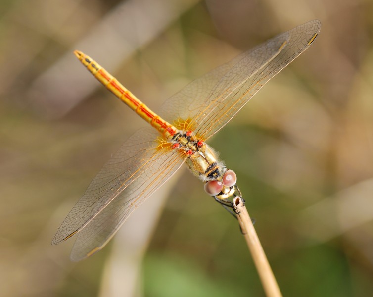 Darter August 2007-23