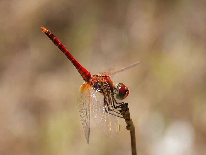 Darter August 2007-3