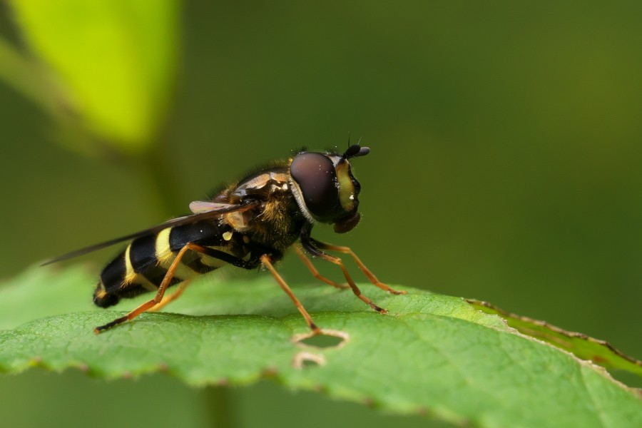 Dasysyrphus tricinctus, Kolvenderbach, Ostbelgien (36809972905)