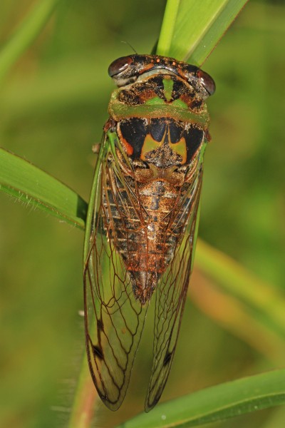 Davis' Southeastern Dog Day Cicada - Tibicen davisi, Loxahatchee National Wildlife Refuge, Boynton Beach, Florida